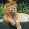 01_liger