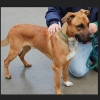 Lost Dog Found