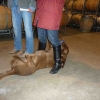 11_dogs