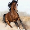 9_neighburger