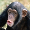 Chimps Love Porn