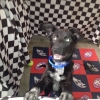 Adopt the Puppy 
