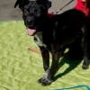 Adopt Chace