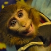 07_iranian_monkey_astronaut
