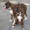 Boxer