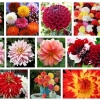 Dahlias