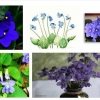 Blue Violets