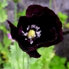 Black Poppy