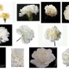 White Carnation