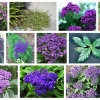 Heliotrope