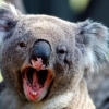 Mean Koala