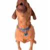 Dog Bark