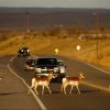 Road Kill is Delicious