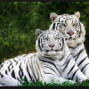 White Tigers