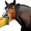 Horse Taco