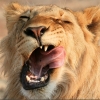 Hungry Lion