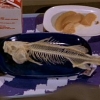 Airplane Sick Fish