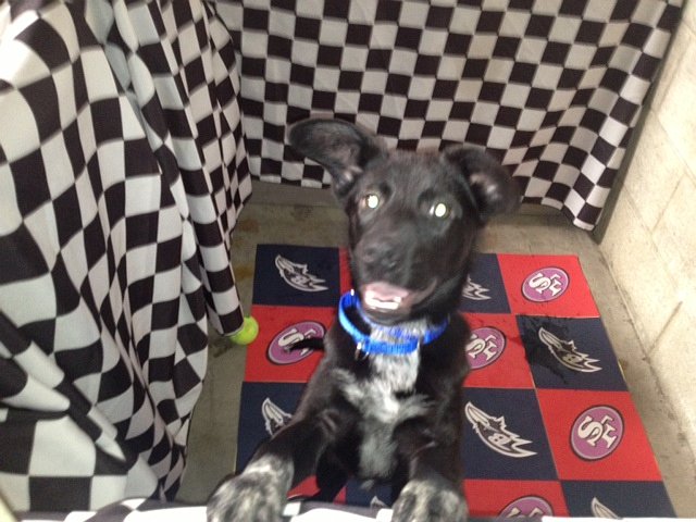 The Puppy "Chance"